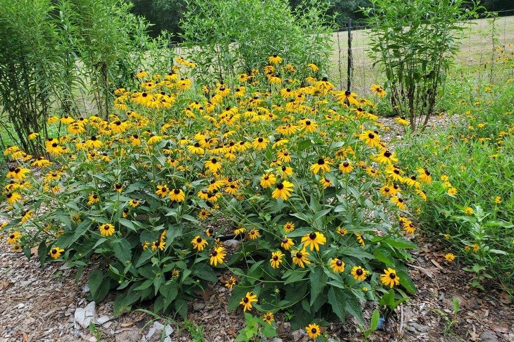 Goldsturm rudbeckia is a Texas native that is a very strong performer in sunny garden beds